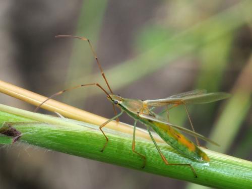 Réf. 231 759 : Stenocoris sp.